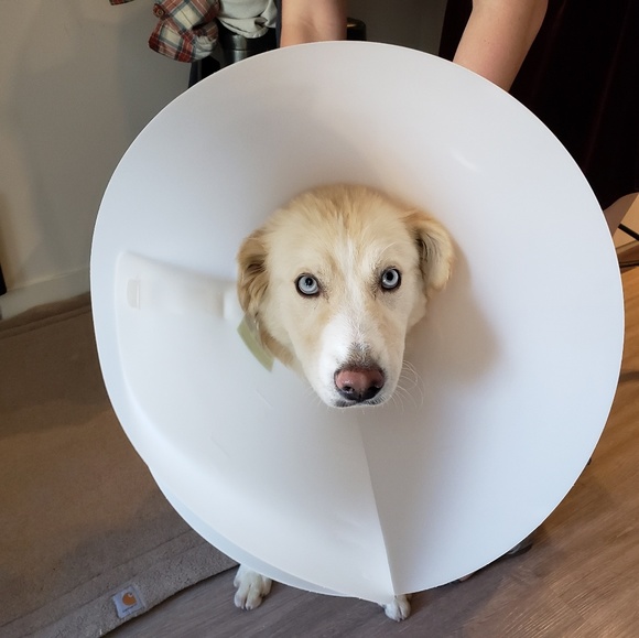 Meet your Posher, Kalani - Picture 1 of 1